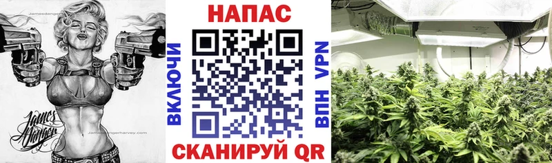 где купить   Тайшет  Шишки марихуана гибрид 